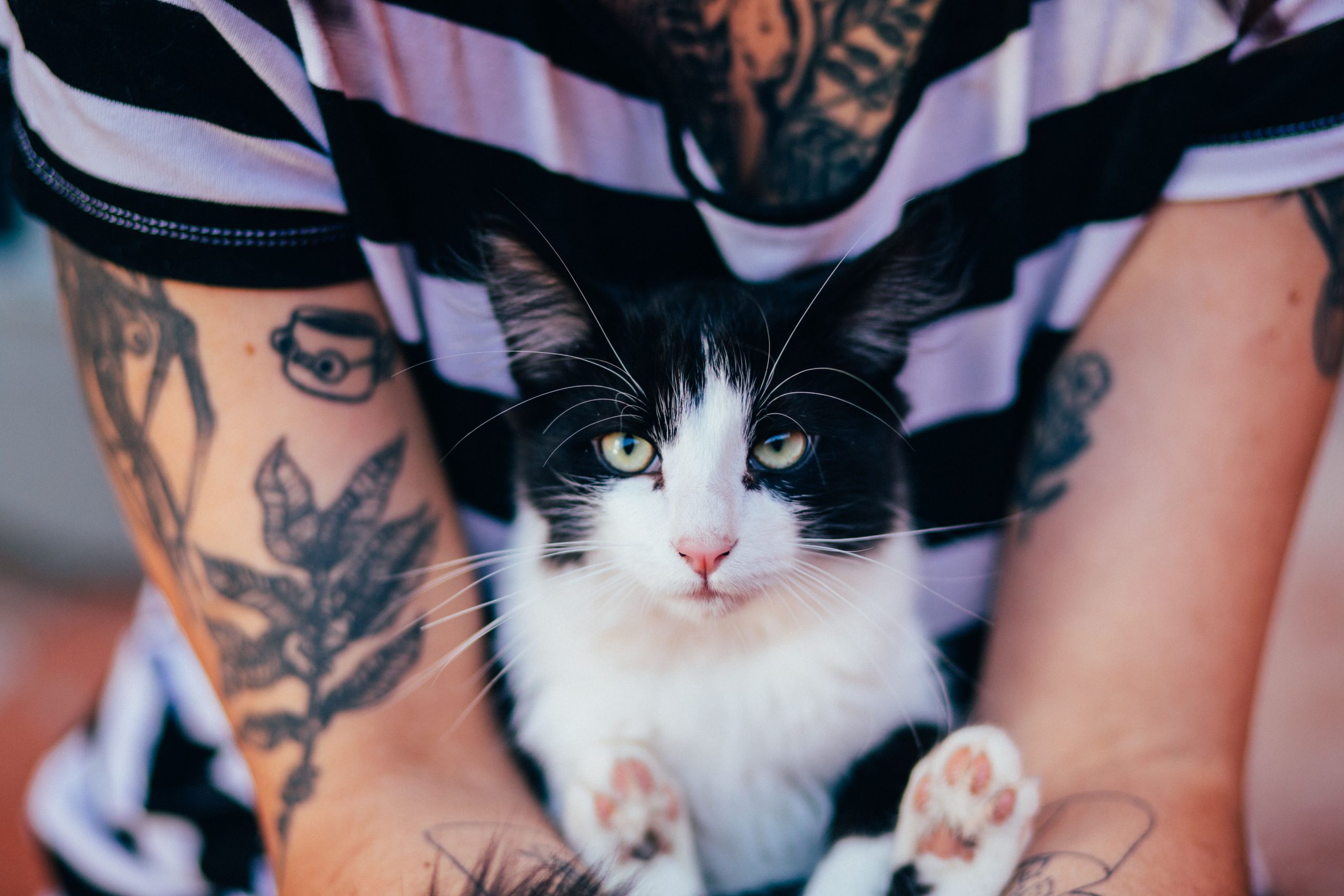Personne tatouée tenant un chat noir et blanc