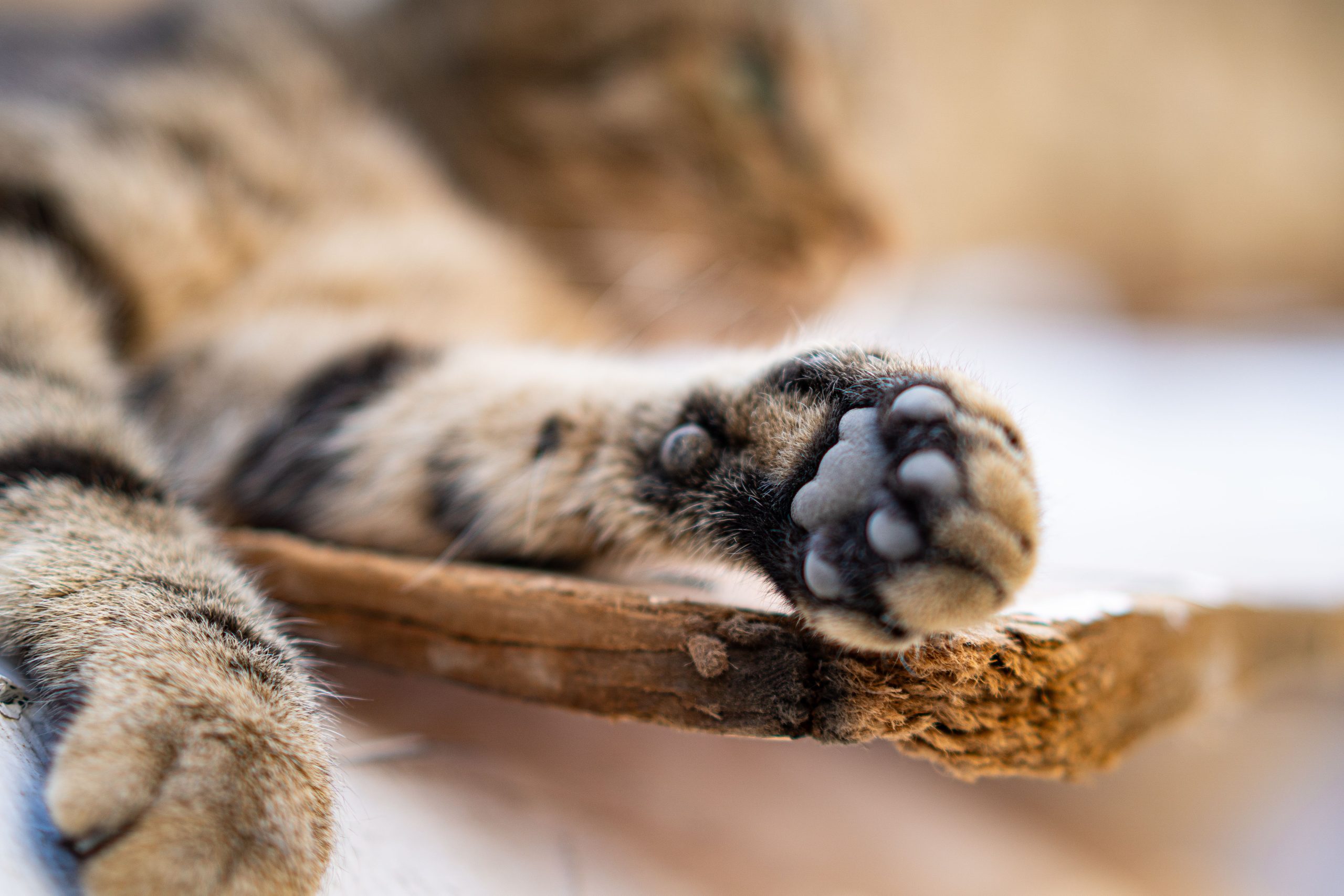 Patte de chat sur une surface en bois texturée