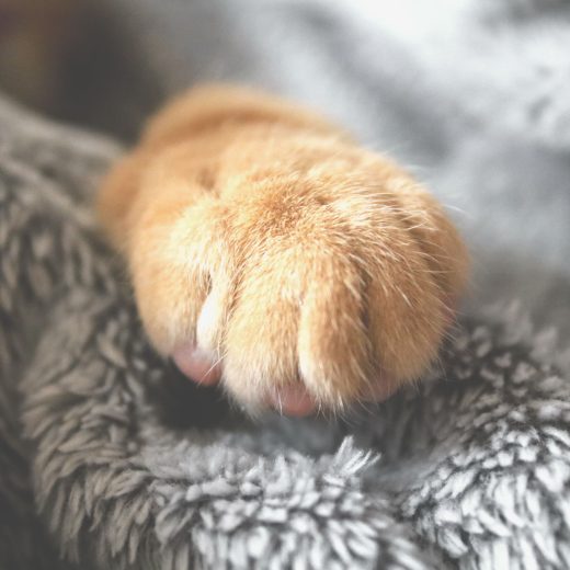 Tatouage patte de chat : que signifie vraiment ce motif ?