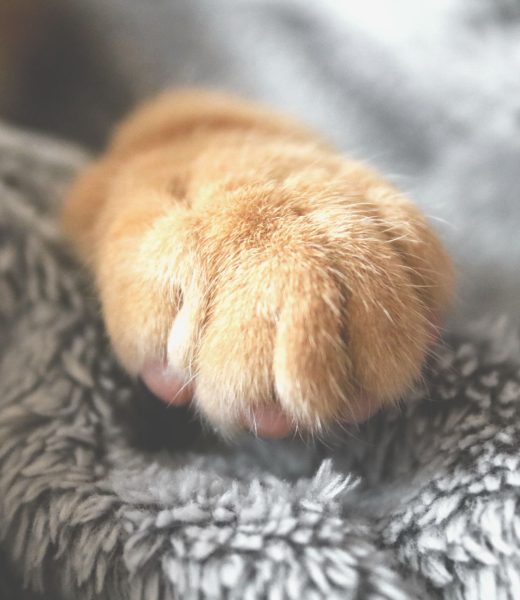 Tatouage patte de chat : que signifie vraiment ce motif ?