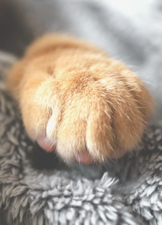 Tatouage patte de chat : que signifie vraiment ce motif ?