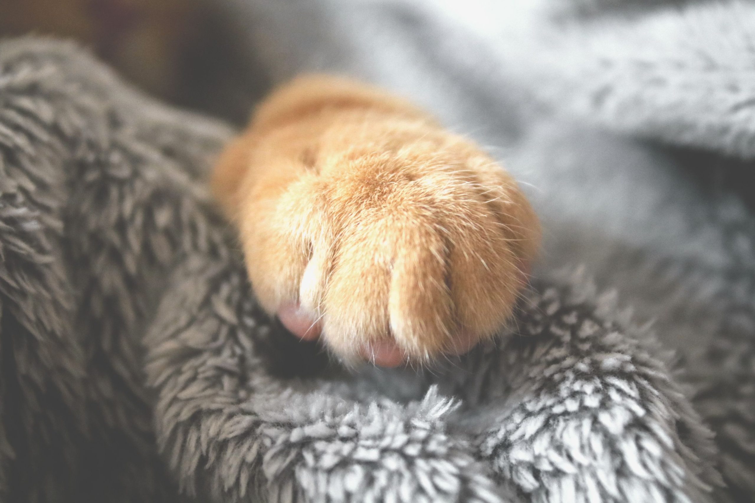 Tatouage patte de chat : que signifie vraiment ce motif ?