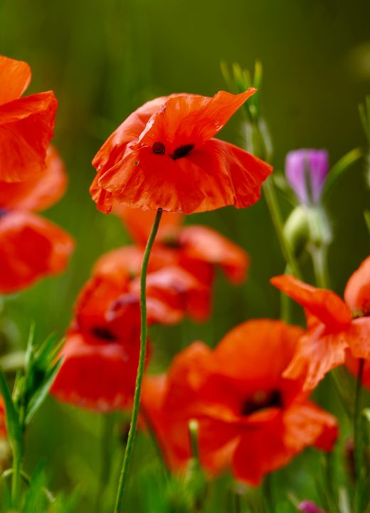 Coquelicot en tatouage : que signifie vraiment ce symbole ?