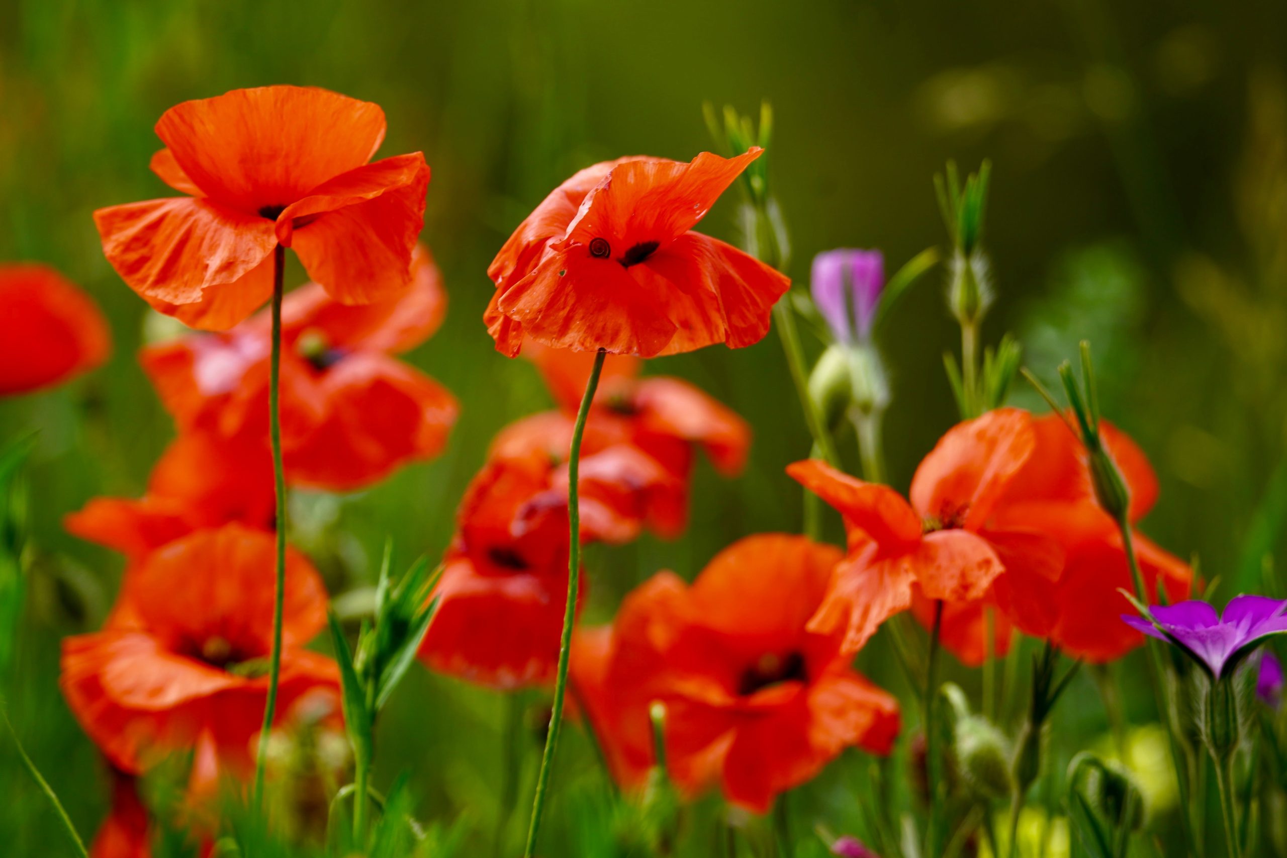 Coquelicot en tatouage : que signifie vraiment ce symbole ?