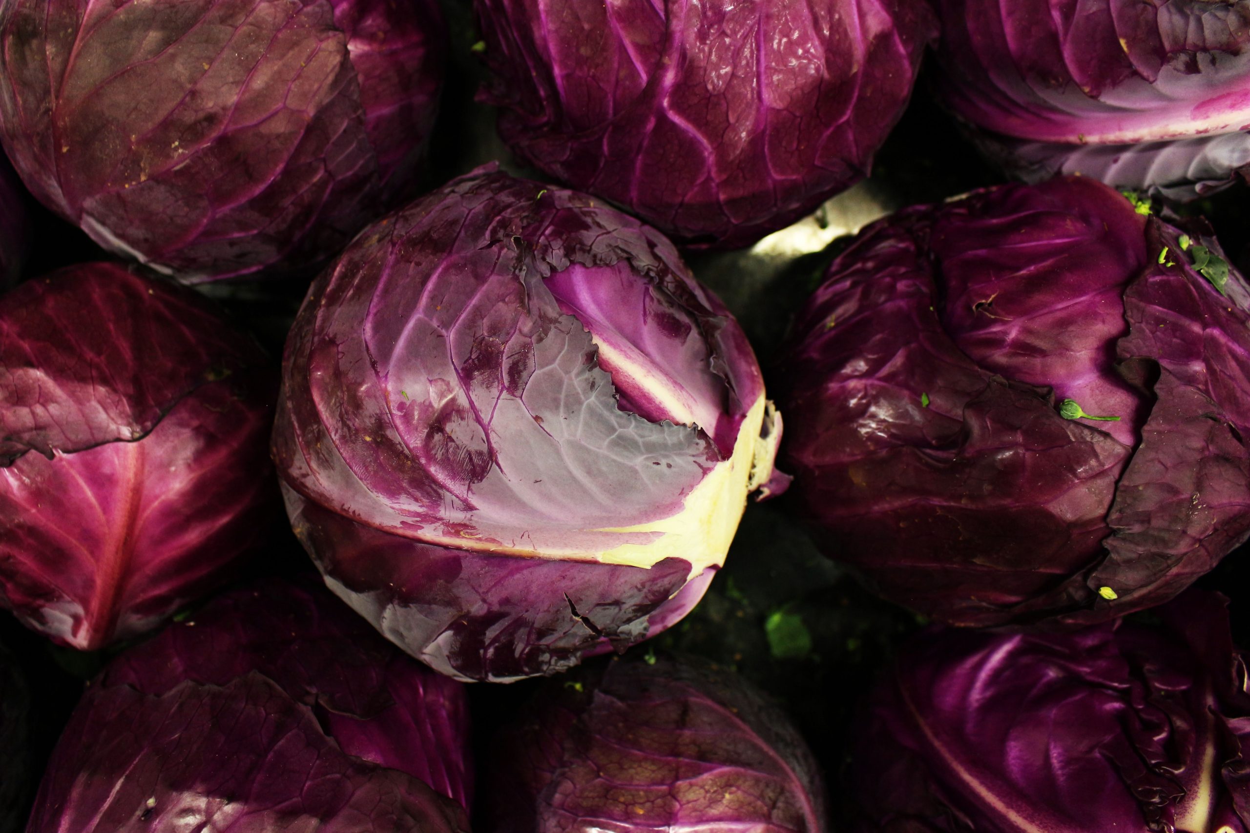 Choux rouges biologiques frais aux teintes pourpres