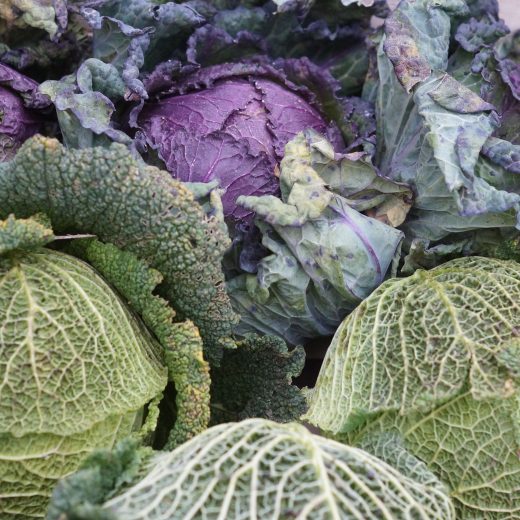 Le chou soigne quelles maladies concrètement ?