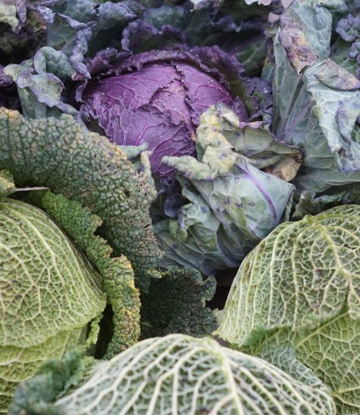 Le chou soigne quelles maladies concrètement ?