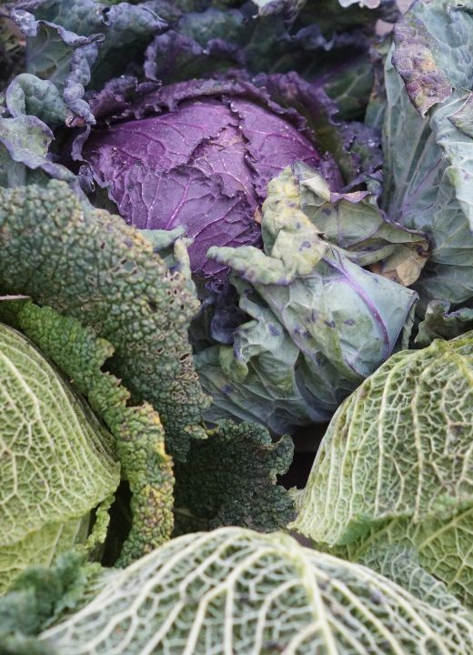 Le chou soigne quelles maladies concrètement ?