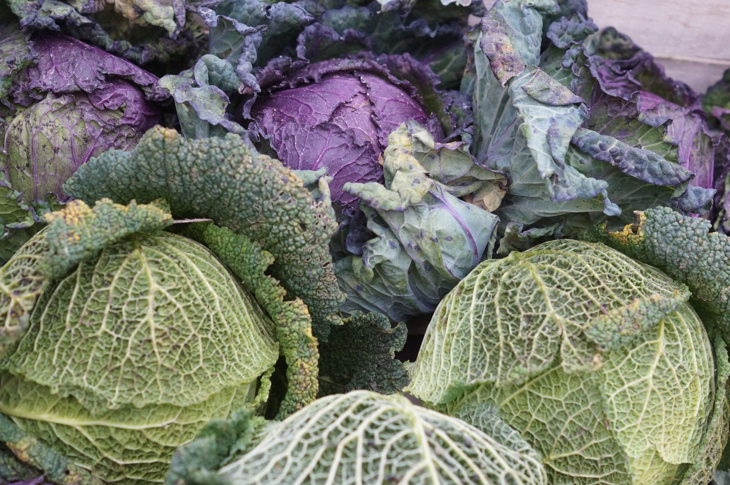 Le chou soigne quelles maladies concrètement ?