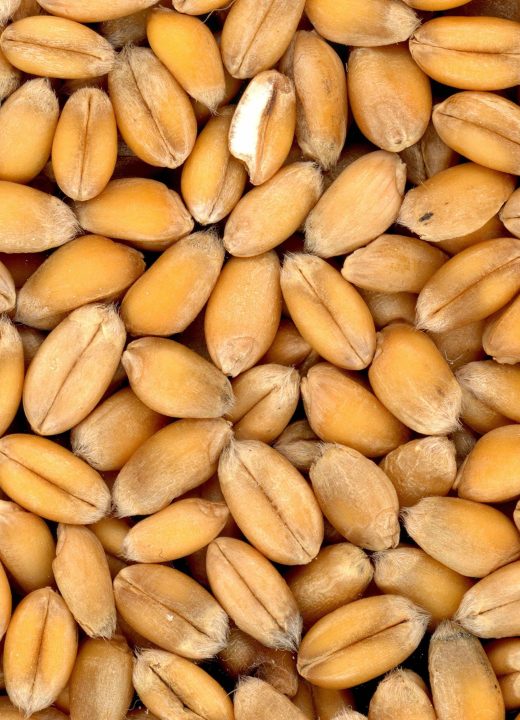 Glucides, c&rsquo;est quoi exactement et où les trouver ?