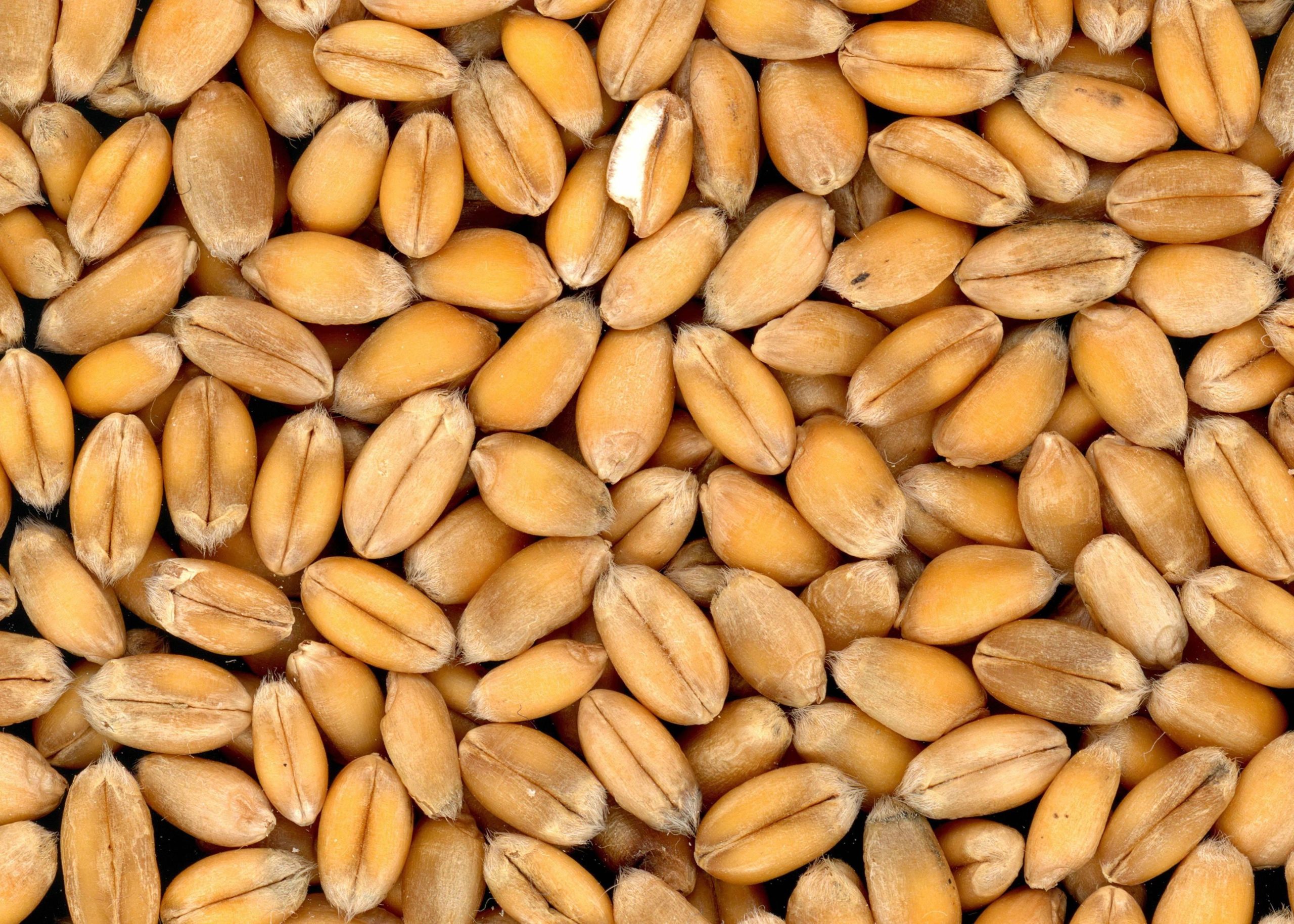 Glucides, c&rsquo;est quoi exactement et où les trouver ?